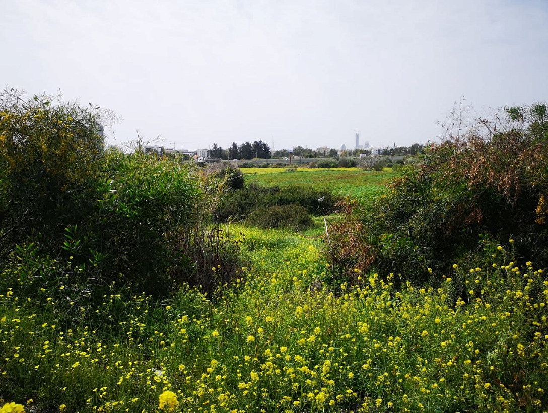 Land in Limassol