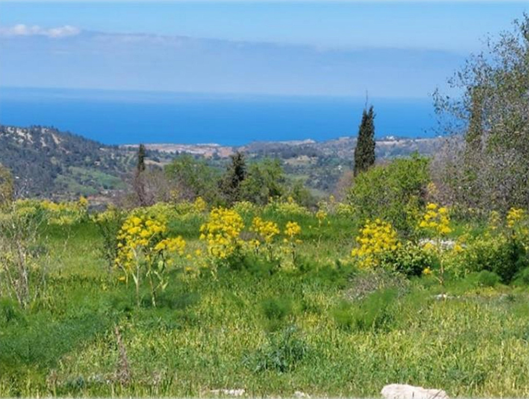 Land in Paphos