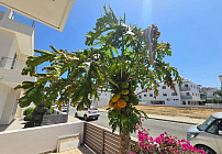 Photo 44