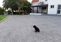 Photo 47