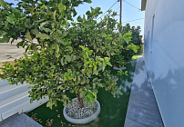 Photo 46