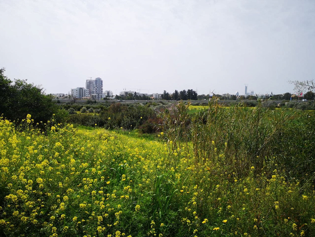 Land in Limassol