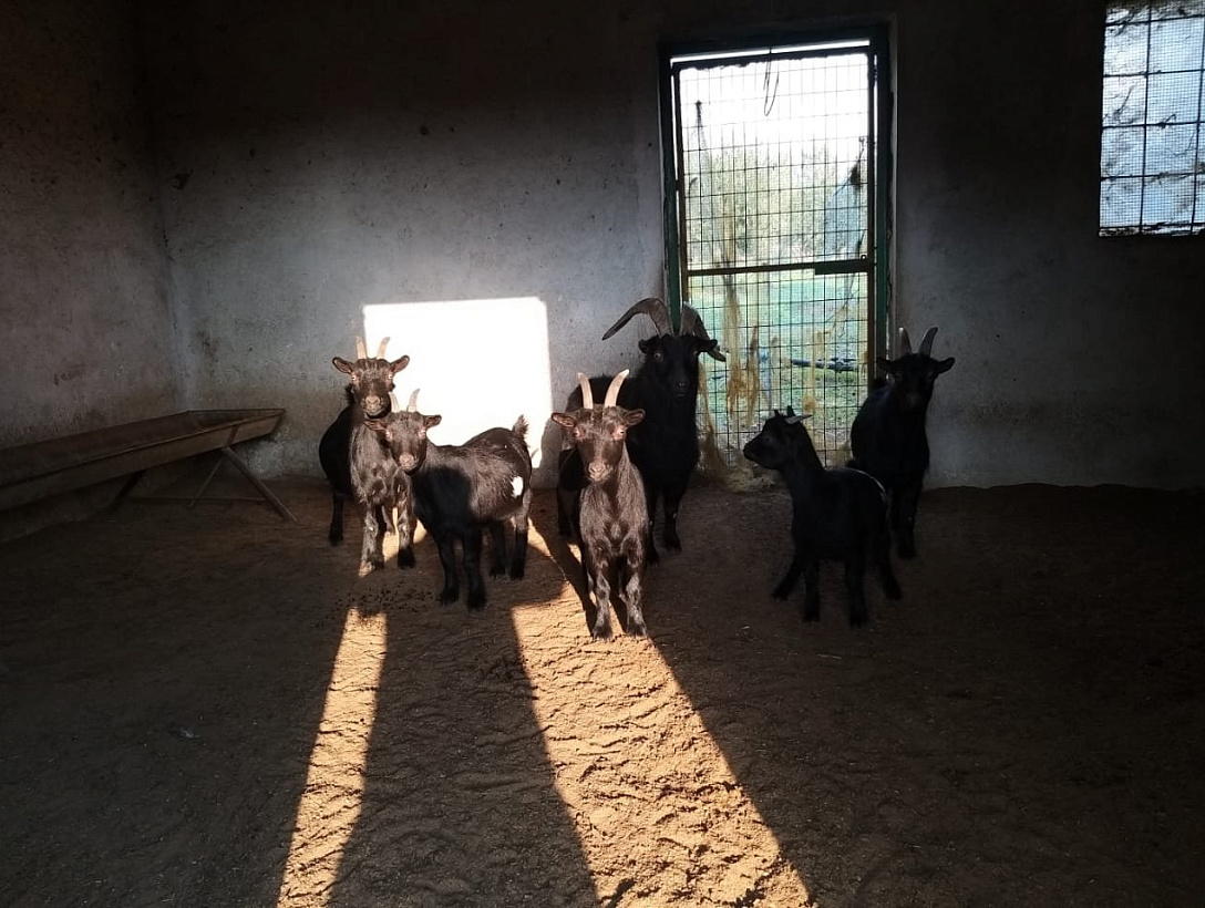 Business in Limassol