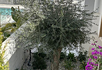 Photo 25