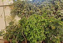 Фото 62