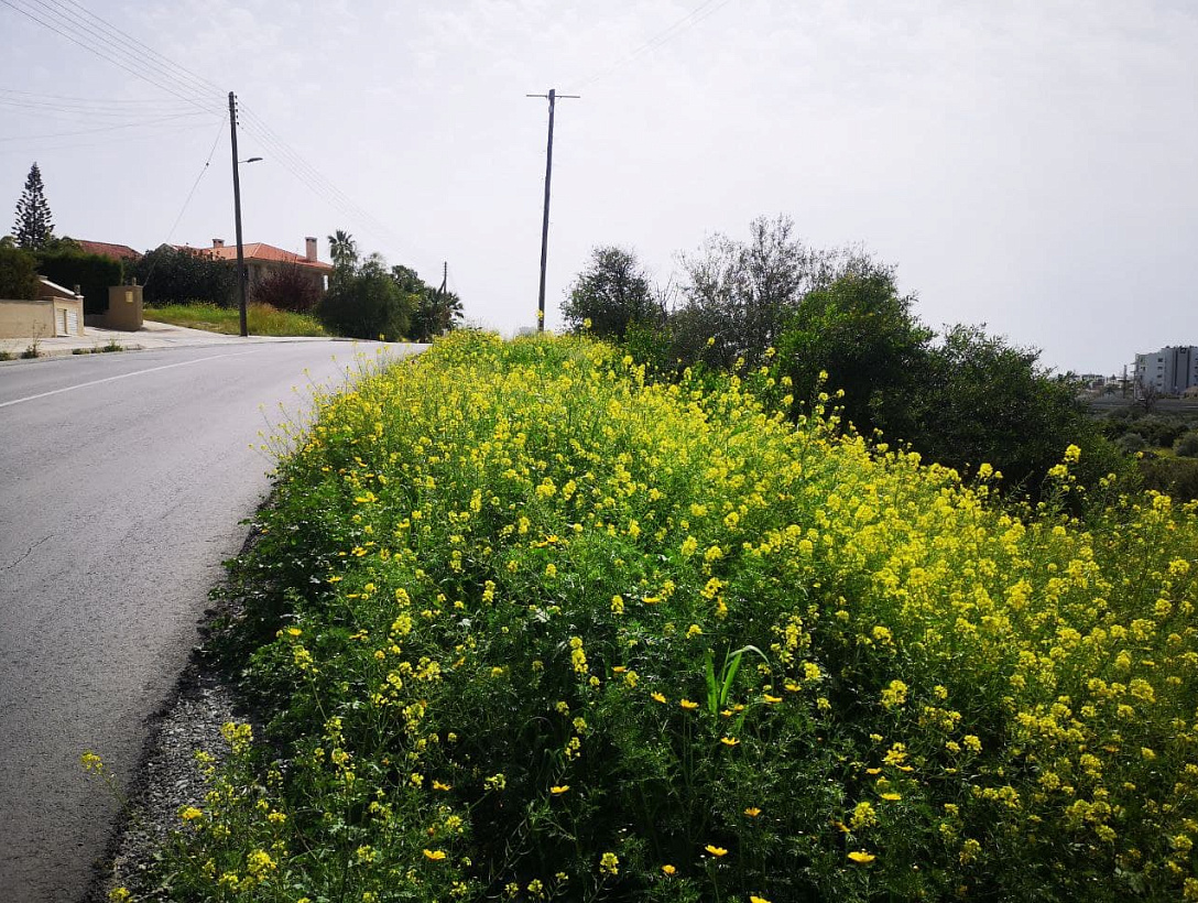 Land in Limassol