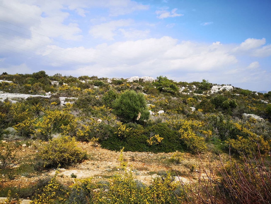 Land in Limassol