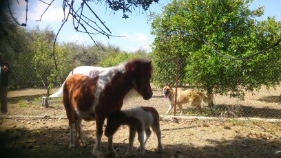 Business in Limassol